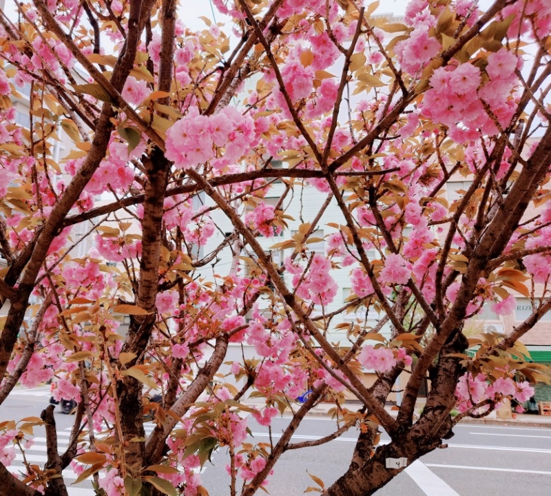 おはようございます。