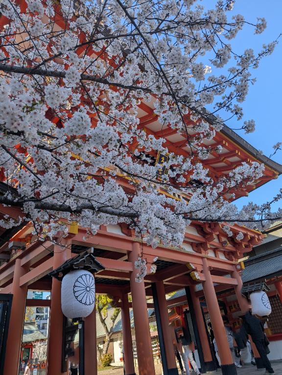 生田神社のサクラ?