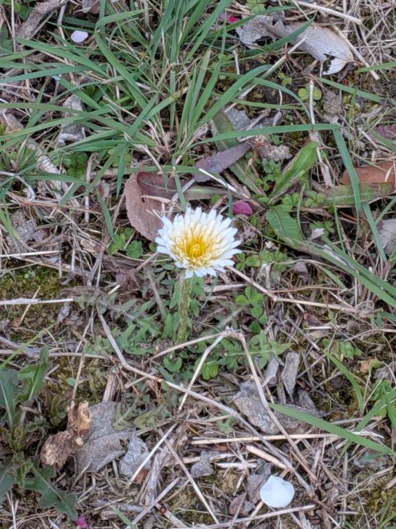 沖縄であられが?