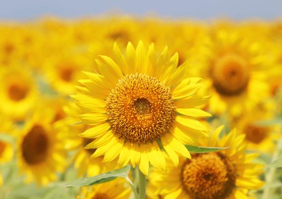 太陽に向かって咲く向日葵のように?