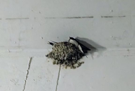 ツバメ?