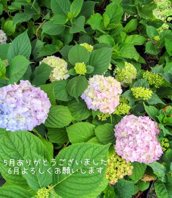 6月よろしくお願いします?