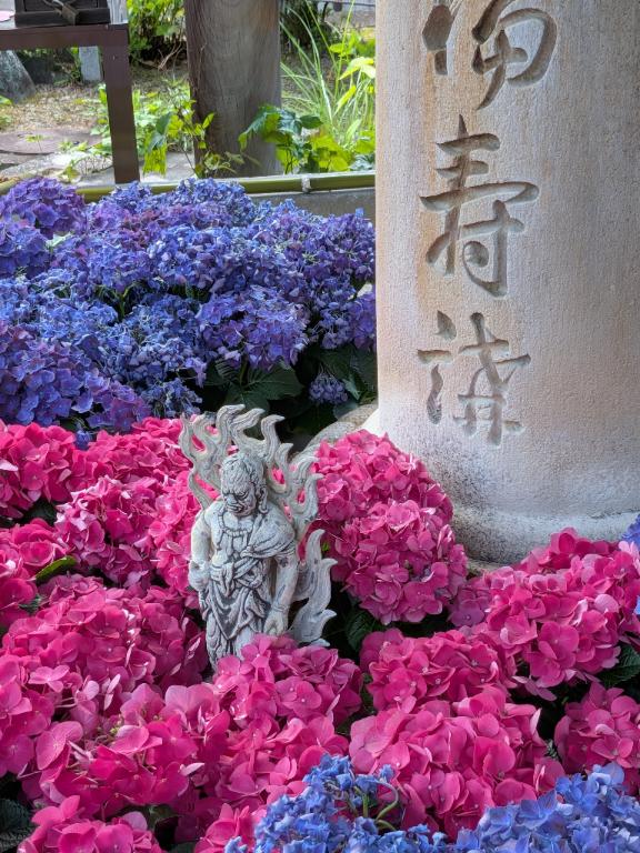 紫陽花寺?